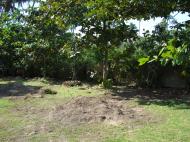 Asisbiz Using a Hitachi Backhoe to remove coco tree stumps Tabinay Philippines 05