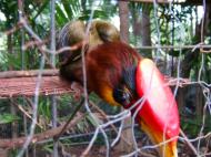 Asisbiz Caged Hornbills what a shame such a nobal looking bird Cebu Moalboal Orchid Farm Dec 2005 01