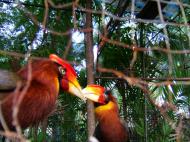 Asisbiz Caged Hornbills what a shame such a nobal looking bird Cebu Moalboal Orchid Farm Dec 2005 02