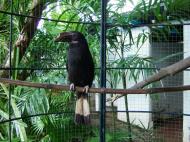 Asisbiz Caged Hornbills what a shame such a nobal looking bird Cebu Moalboal Orchid Farm Dec 2005 03