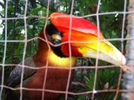 Asisbiz Caged Hornbills what a shame such a nobal looking bird Cebu Moalboal Orchid Farm Dec 2005 04