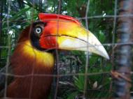 Asisbiz Caged Hornbills what a shame such a nobal looking bird Cebu Moalboal Orchid Farm Dec 2005 05