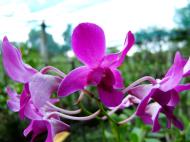 Asisbiz Cebu Moalboal Orchid Farm Dec 2005 06