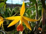 Asisbiz Cebu Moalboal Orchid Farm Dec 2005 10