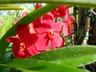 Asisbiz Cebu Moalboal Orchid Farm Dec 2005 13