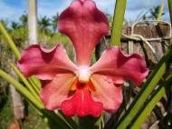 Asisbiz Cebu Moalboal Orchid Farm Dec 2005 19