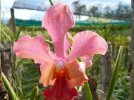 Asisbiz Cebu Moalboal Orchid Farm Dec 2005 21