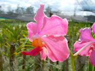 Asisbiz Cebu Moalboal Orchid Farm Dec 2005 22