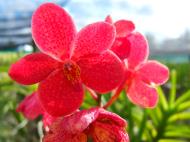 Asisbiz Cebu Moalboal Orchid Farm Dec 2005 25