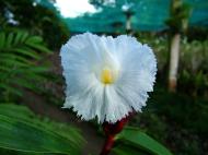 Asisbiz Cebu Moalboal Orchid Farm Dec 2005 29