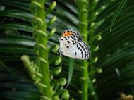 Asisbiz Philippines Mindoro Tabinay Red Pierrot butterfly Talicada nyseus 02