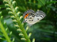 Asisbiz Philippines Mindoro Tabinay Red Pierrot butterfly Talicada nyseus 04