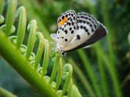 Asisbiz Philippines Mindoro Tabinay Red Pierrot butterfly Talicada nyseus 06