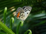 Asisbiz Philippines Mindoro Tabinay Red Pierrot butterfly Talicada nyseus 07