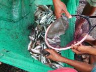 Asisbiz Locals working together to bring in the catch of the day Varadero Bay Tabinay Philippines 04