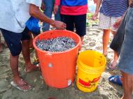 Asisbiz Locals working together to bring in the catch of the day Varadero Bay Tabinay Philippines 05