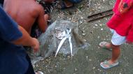 Asisbiz Locals working together to bring in the catch of the day Varadero Bay Tabinay Philippines 14