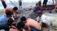 Asisbiz Locals working together to bring in the catch of the day Varadero Bay Tabinay Philippines 15