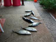 Asisbiz Philippines Tabinay catch of the day Varadero Bay 02