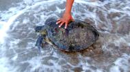 Asisbiz Philippines Tabinay freeing a turtle Varadero Bay 02