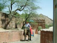 Asisbiz Elephant India Rajasthan Jaipur Amber Fort 01