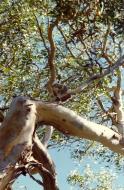 Asisbiz Koala Australia Frazer Island 01