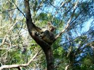 Asisbiz Koala Australia Noosa National Park 02