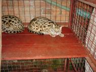Asisbiz Myanmar Yangon Wild Cats 04