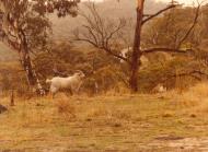 Asisbiz Wild Goat Australia NSW 01