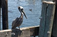 Asisbiz Brown Pelican Juvenile Pelecanus occidentalis Old Fishermans Grotto Wharf Monterey 03