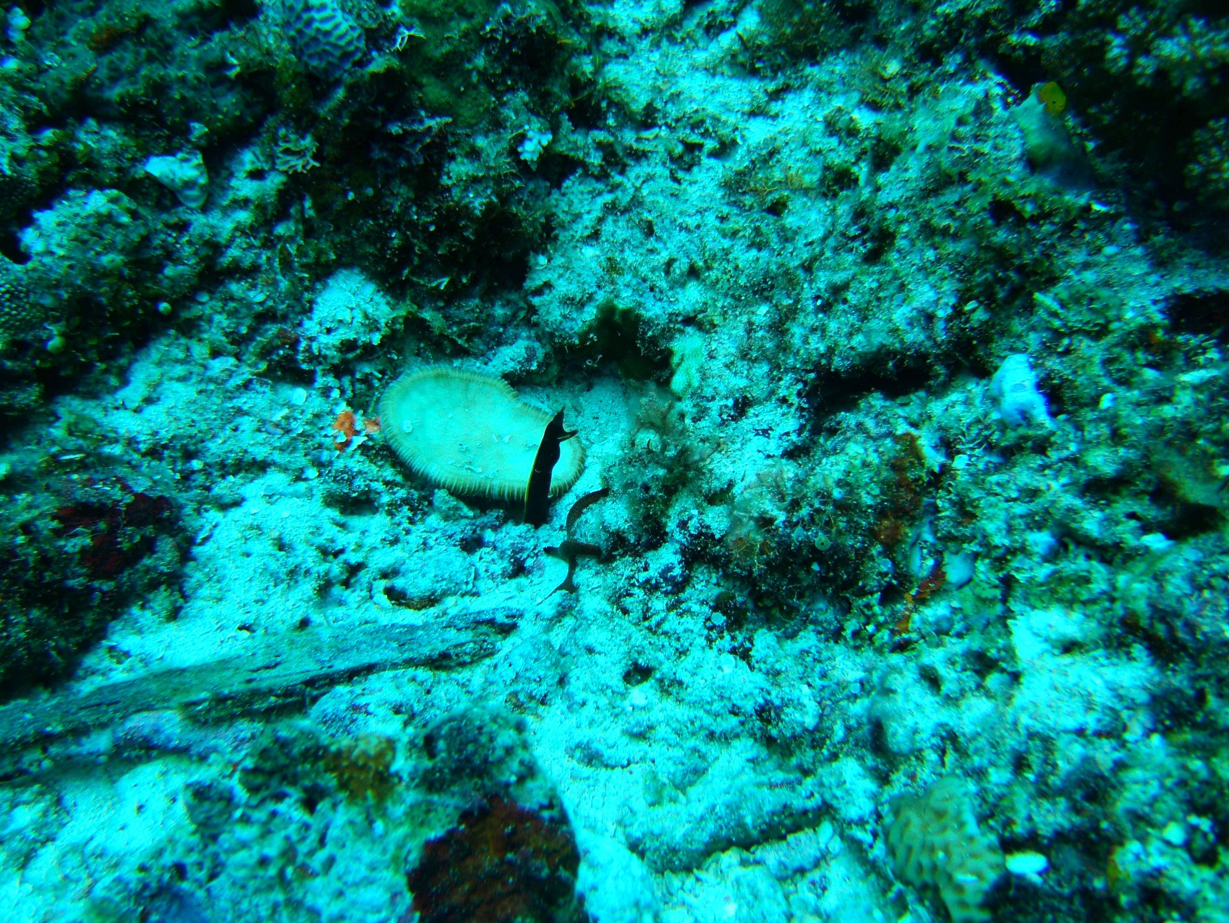 Asisbiz Coron dive site 13 Gunters Cathedral Reef July 2005 30