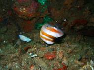 Asisbiz Coron dive site 2 Wreck dive IJN Taiei Maru July 2005 21