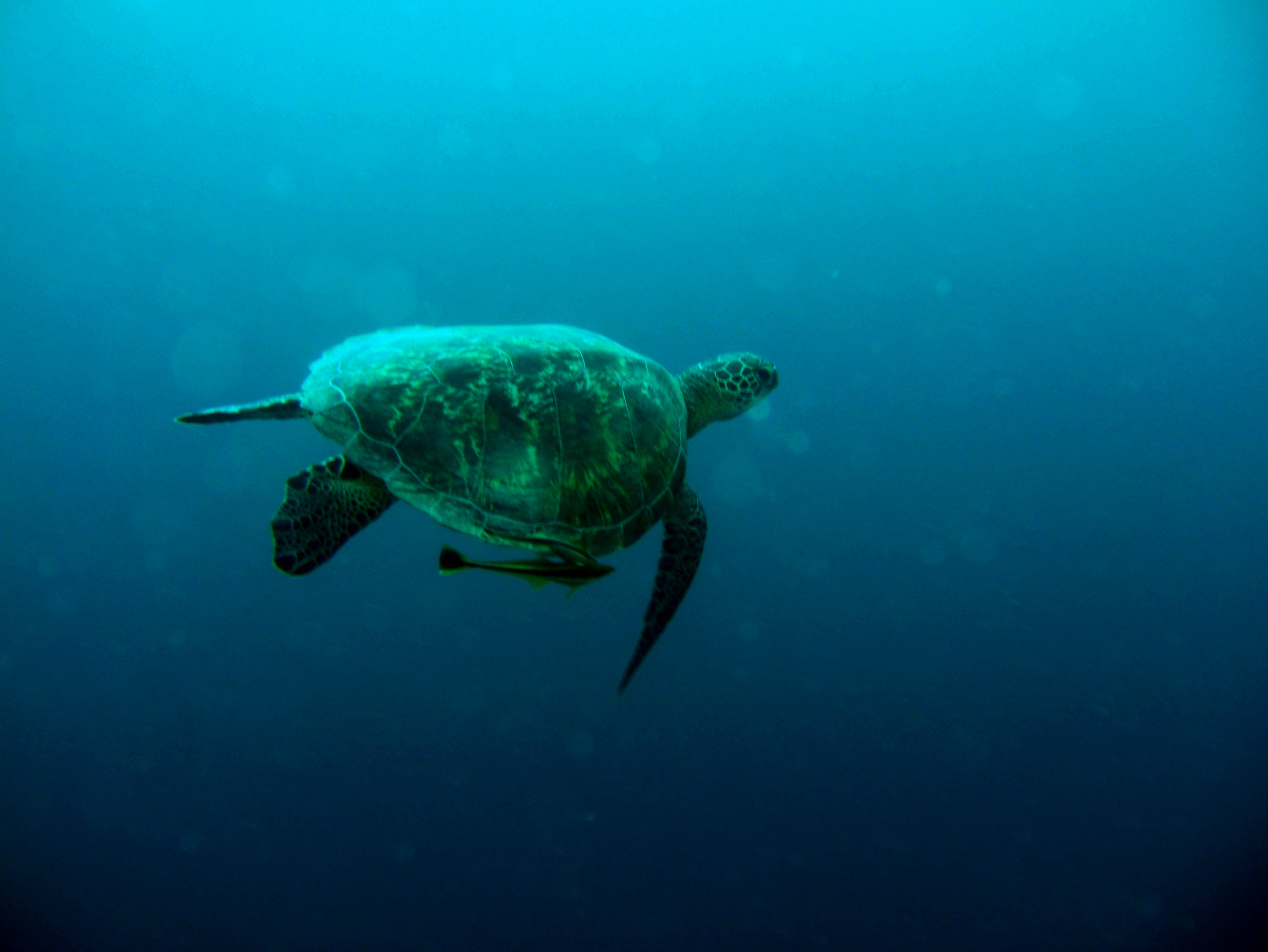 Asisbiz Philippines Cebu Moal Boal 20051228 Dive 2 Dolphin House 17