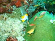 Asisbiz Dive 15 Philippines Mindoro Sabang West Escarceo Nov 2005 29