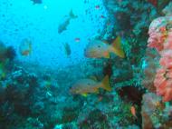 Asisbiz Dive 17 Philippines Mindoro Sabang Fish Bowl Oct 2005 11