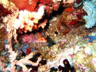 Asisbiz Dive 20 Philippines Mindoro Sabang Shark Cave Oct 2005 08