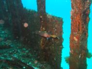 Asisbiz Dive 8 Philippines Mindoro Sabang Elma Jane wreck Oct 2005 18