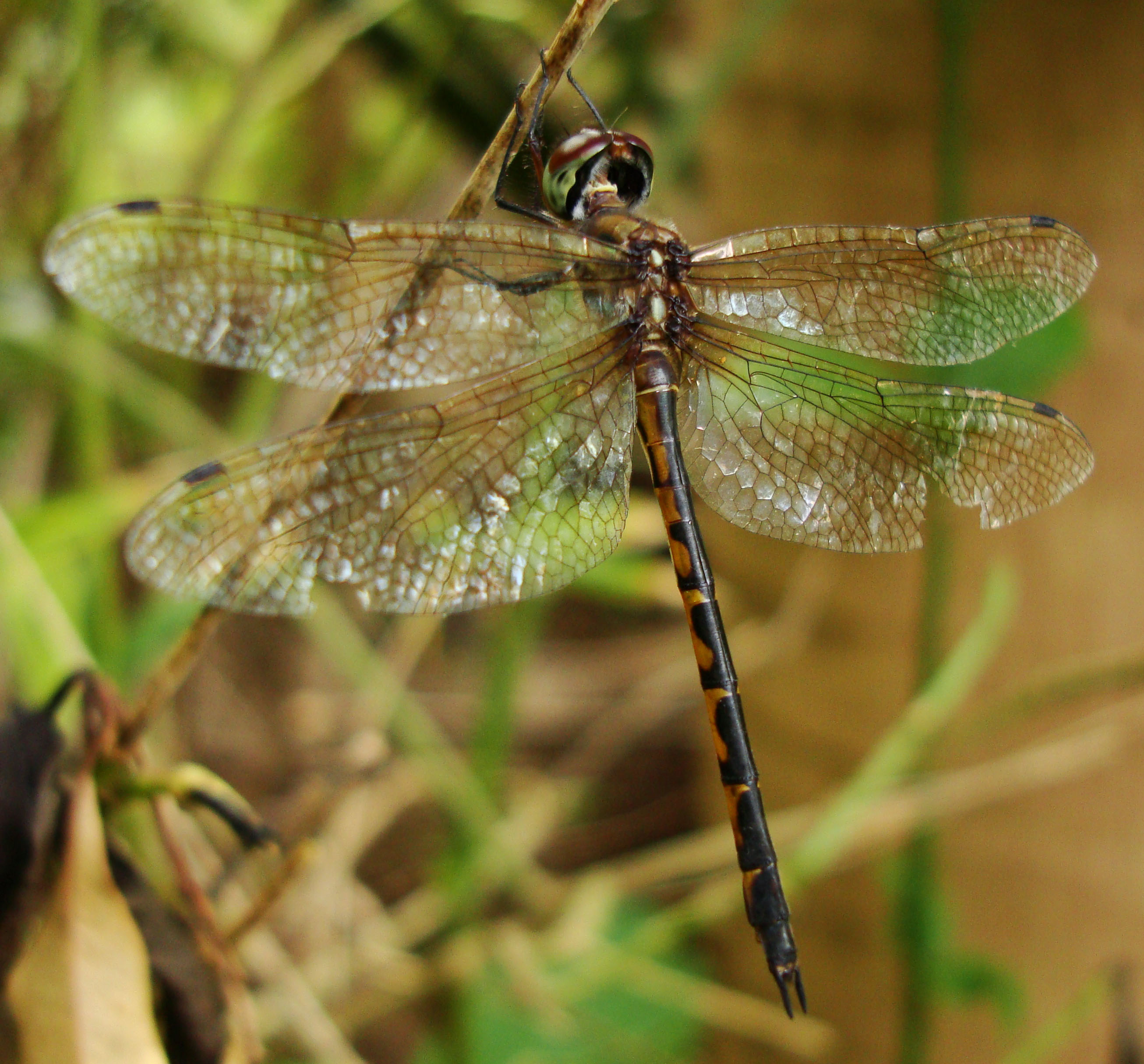 Asisbiz Libellulidae Red Swampdragon Agrionoptera insignis allogenes ...