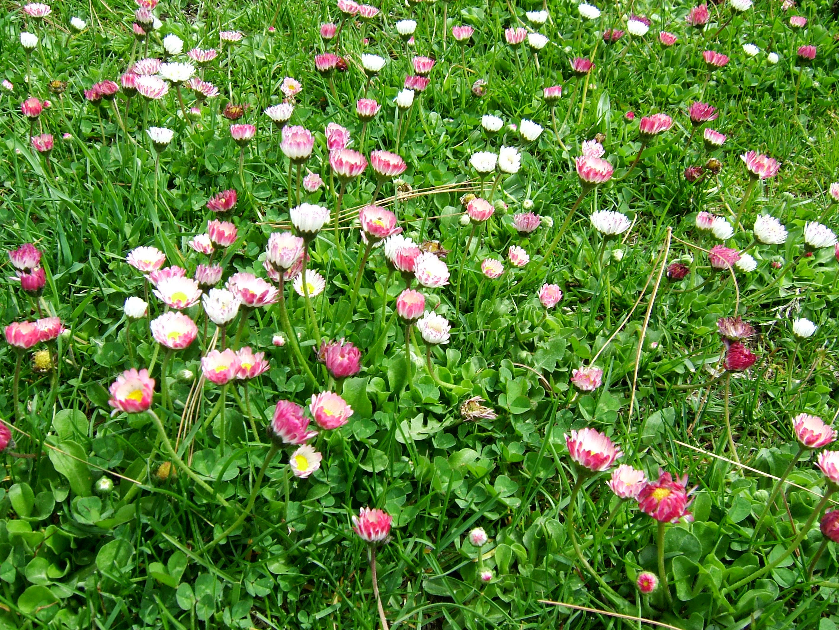Asisbiz Local Wild spring flowers Srinagar Kashmir India 04