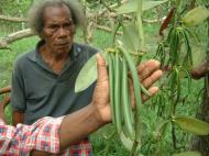 Asisbiz PNG Papua New Guinea Vanilla Beans 01