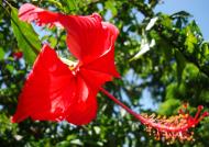 Asisbiz Hibiscus Mindoro Oriental Island Philippines 14