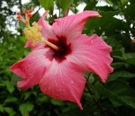 Asisbiz Hibiscus Mindoro Oriental Island Philippines 18