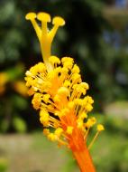 Asisbiz Hibiscus stem Mindoro Oriental Island Philippines 01