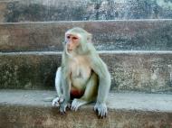 Asisbiz Monkey Myanmar Pagan Mount Popa 02