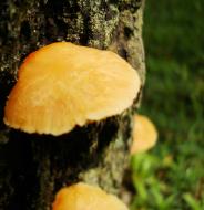 Asisbiz Medicinal fungi Ganoderma lucidum Mindoro Oriental Philippines 02