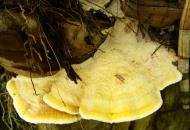Asisbiz Medicinal fungi Ganoderma lucidum Mindoro Oriental Philippines 03