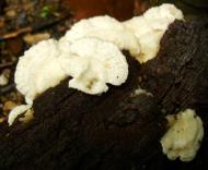 Asisbiz Medicinal fungi Ganoderma lucidum Mindoro Oriental Philippines 05
