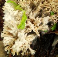 Asisbiz Medicinal fungi Ganoderma lucidum Mindoro Oriental Philippines 08