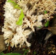 Asisbiz Medicinal fungi Ganoderma lucidum Mindoro Oriental Philippines 09