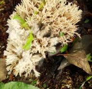 Asisbiz Medicinal fungi Ganoderma lucidum Mindoro Oriental Philippines 10